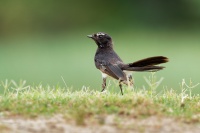 Pavik cernobily - Rhipidura leucophrys - Willie-wagtail o7556